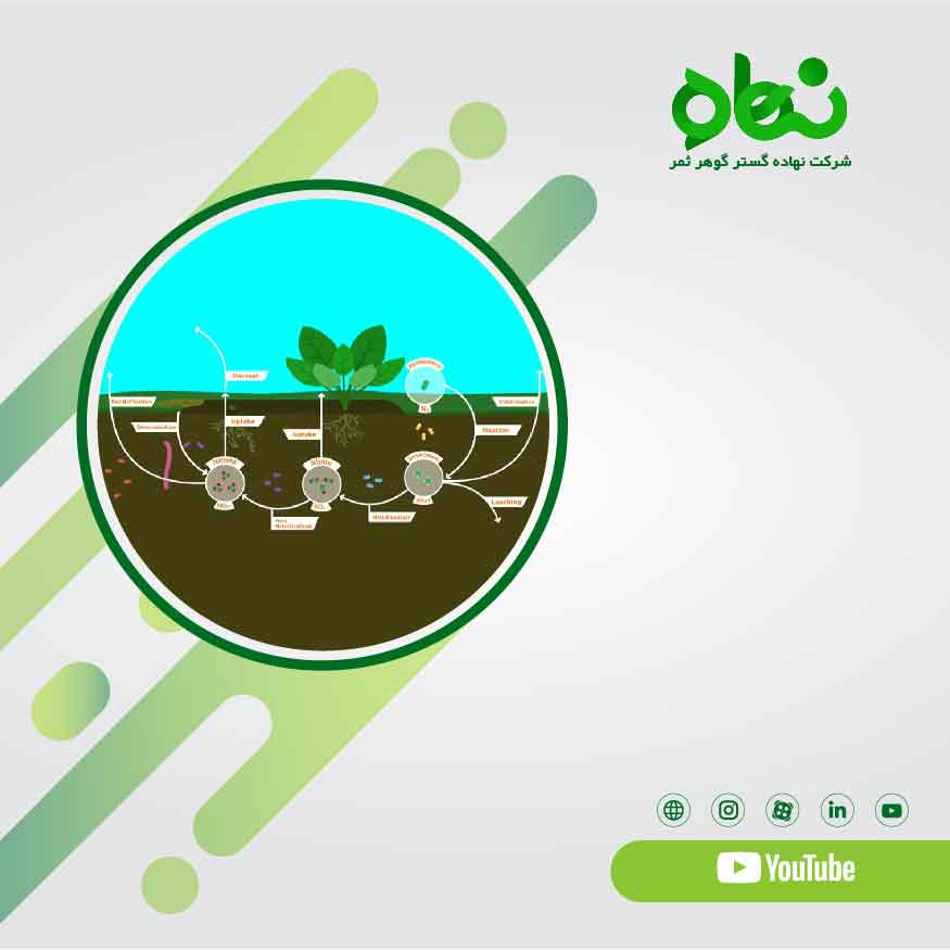 Nitrogen cycle in soil